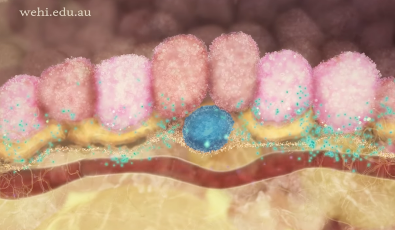 WEHI.TV still - Control of breast stem cells