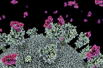 Visualisation of SARS-CoV-2 virus with nanobodies (purple) attaching to the virus ‘spike’ protein.