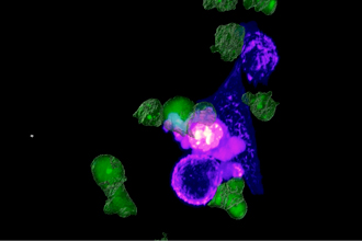 Cellular image coloured with green and purple