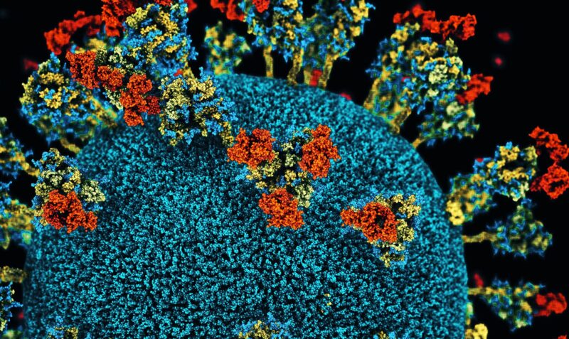 Visualisation of antibodies binding the SARS-CoV-2 virus.