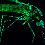 High definition image of a mosquito