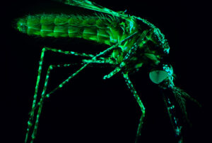 High definition image of a mosquito