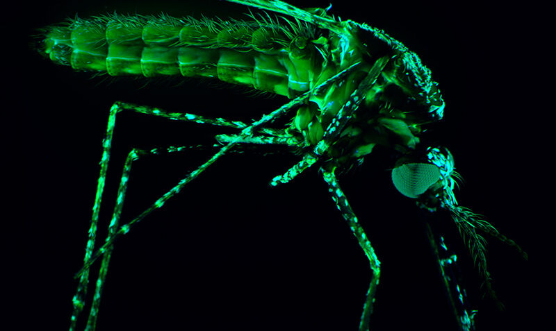 High definition image of a mosquito