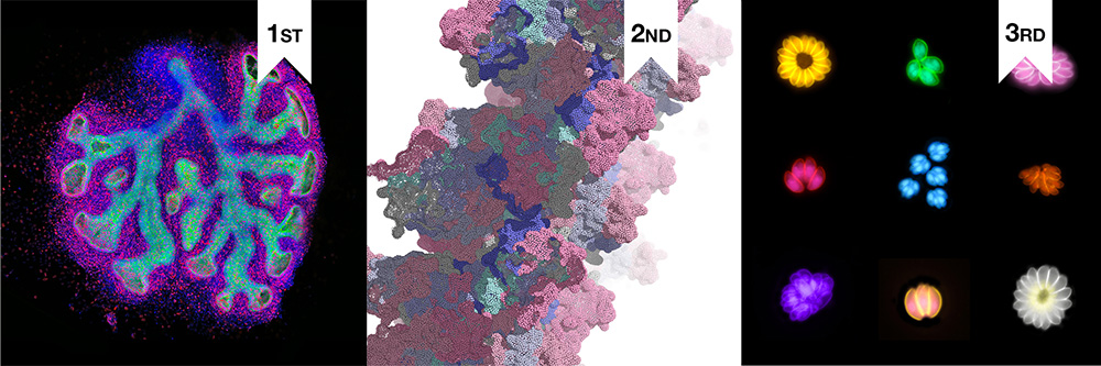 Art of Science top three winners