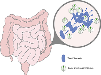 Graphic of intestine showing bacteria feeding on leafy green sugars and multiplying