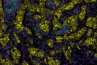 Microscopy image of flourescent cells