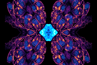 2021 Art of Science image - The butterfly effect