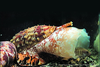 Cone snail image