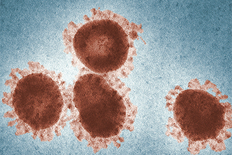 Coronavirus particles