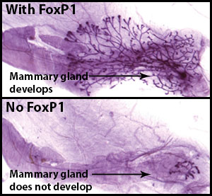 Microscopic image of mammary glands