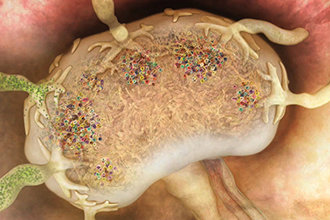 WEHI.TV animation of a lymph node filled with multicoloured B cells