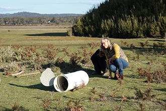 Releasing Tasmanian devil in the wild