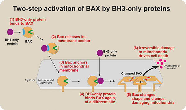 Diagram explaining steps in cel death