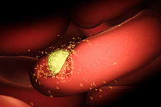 Animation of small yellow malaria parasite burrowing into donut-shaped red blood cell