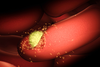 Visualisation of malaria parasite entering red blood cell