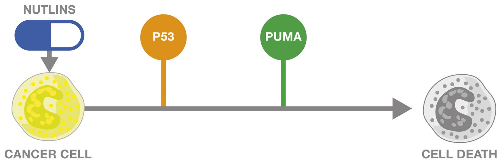 Nutlins process in cell death