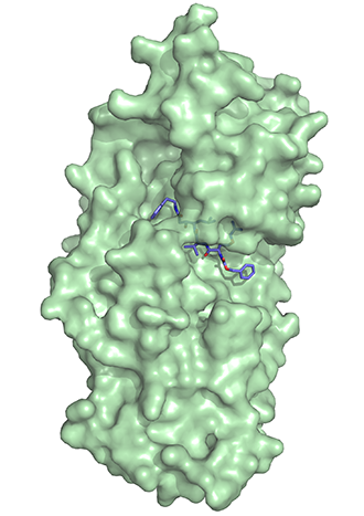 Image of Plasmepsin V protein