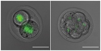 Microscopic image of embryo