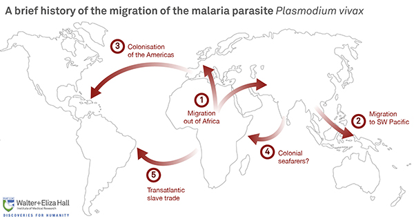 Migration of malaria parasite Plasmodium Vivax