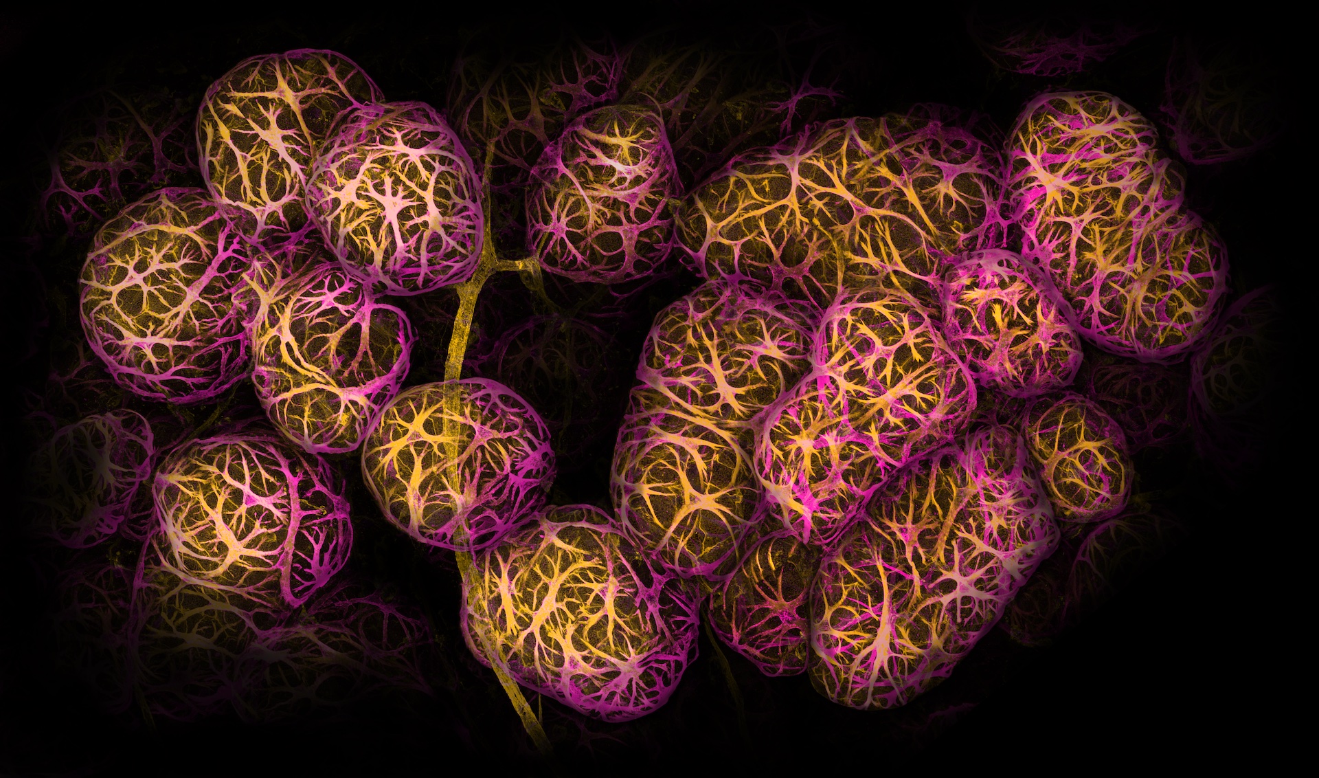 Breast tissue ducts illustration