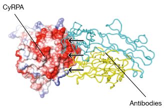 Molecular structure illustration