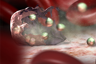 Malaria parasites bursting from blood cell