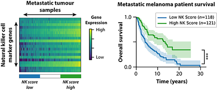 Graphs showing survival of melanoma patients