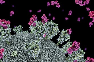 Visualisation of nanobodies and SARS-CoV-2 virus