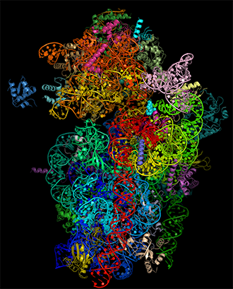 Molecular structure of malaria ribosome bound to emetine drug