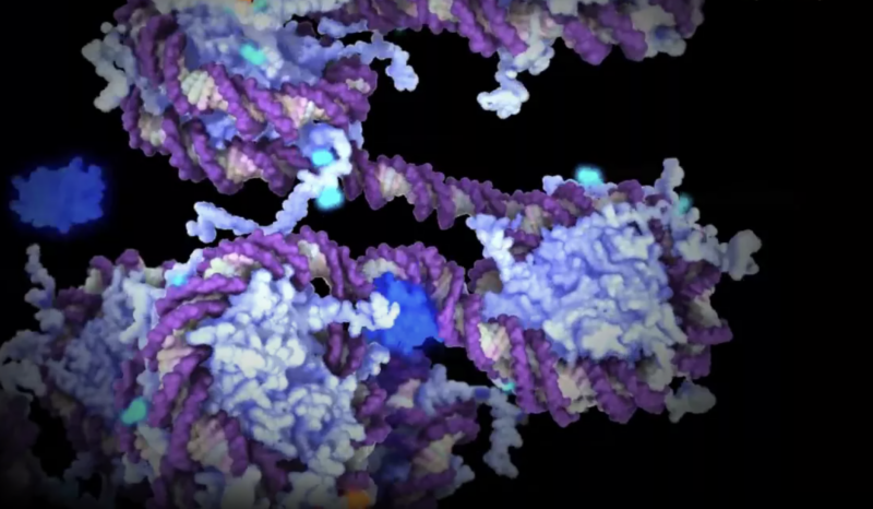 X inactivation and epigenetic's animated graphic
