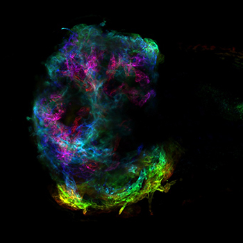 Microscope view of zebrafish larvae