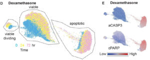 Single-cell resolution of cell death in myelom