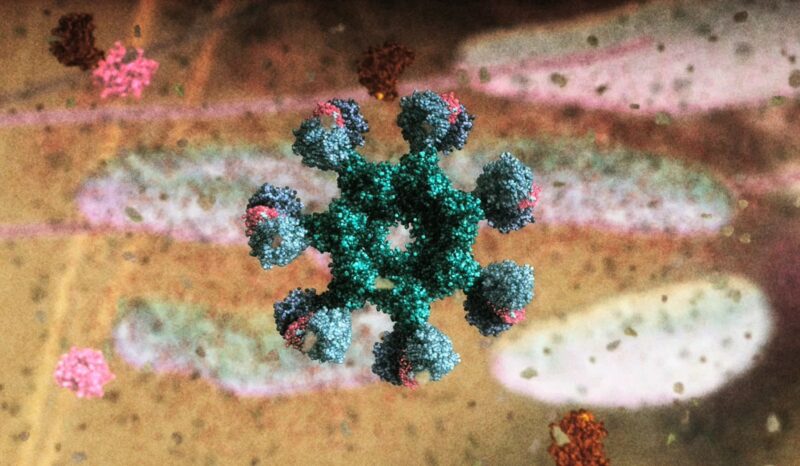 Apoptosis animation visualisation still