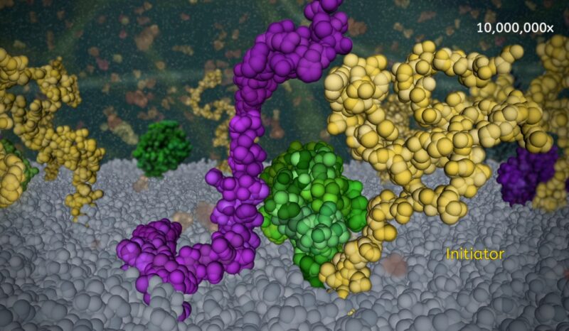 Interaction between different coloured apoptotic molecules