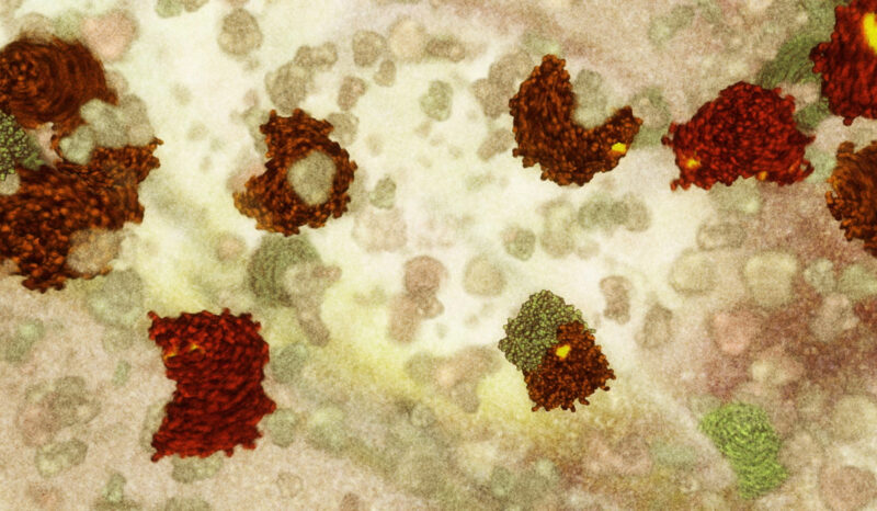Apoptosis molecular scissor proteins.