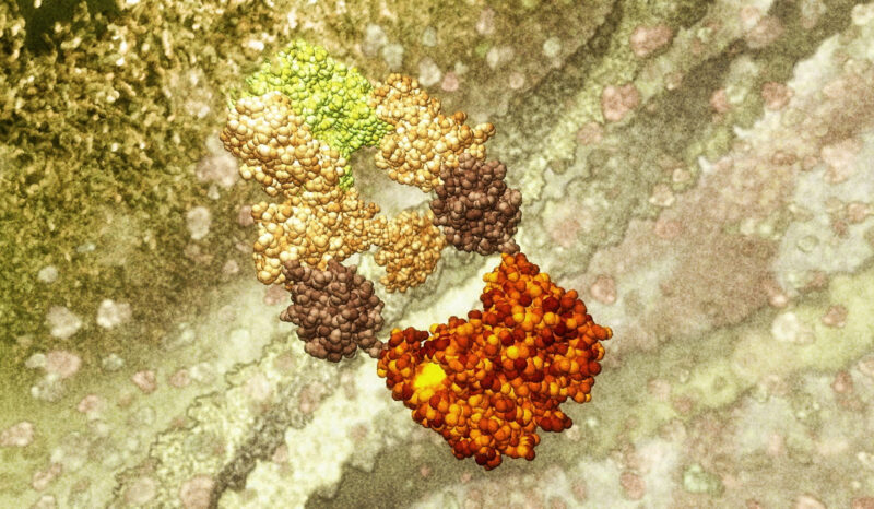 Visualisation of the inner membrane mechanism activating the cell death signal.