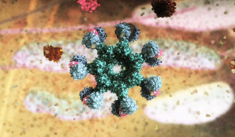 Molecular visualisation of the apoptosome, also known as the 'Wheel of Death'