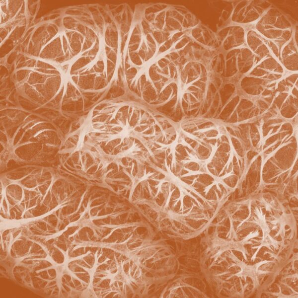 Illuminate Autumn decorative image