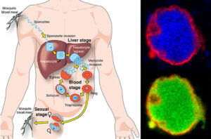 Diagram of malaria lifecycle