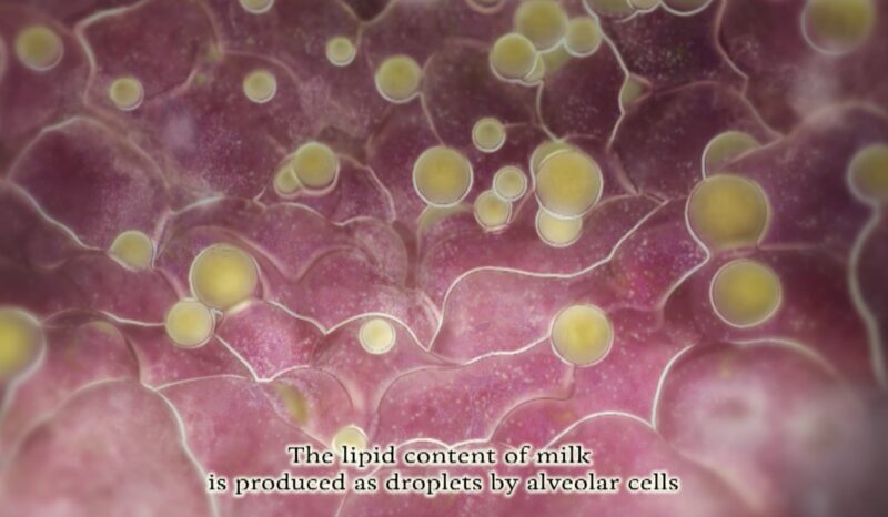 Breast stem cells animation still