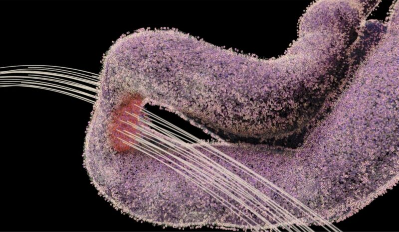 Organisation and structural features of DNA inside a chromosome of a living cell.