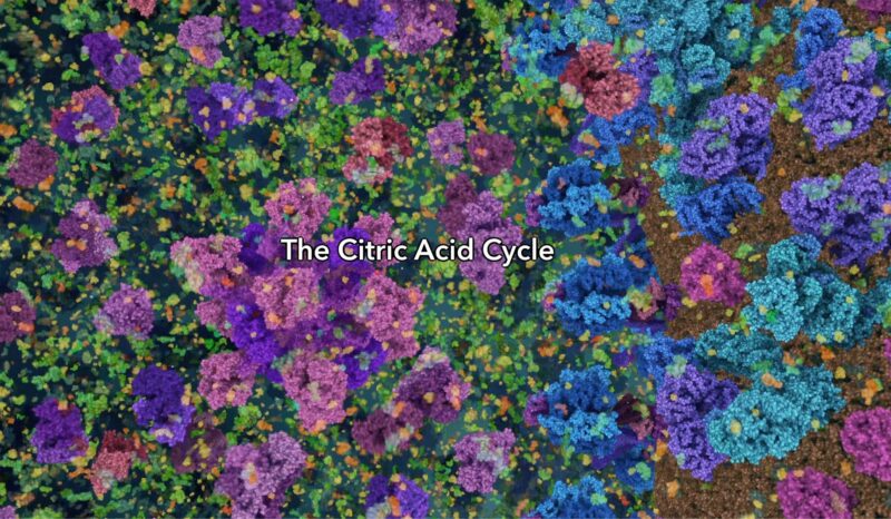 Colourful depiction of enzyme reactions during the citric acid cycle