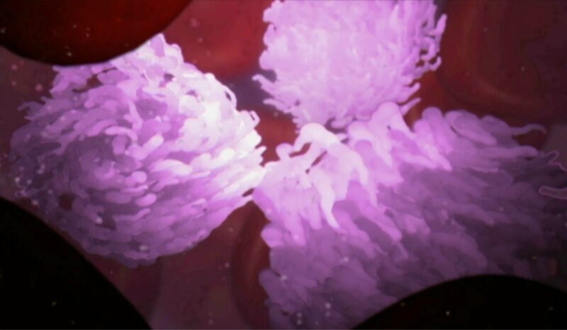Purple immune cells travelling in the bloodstream