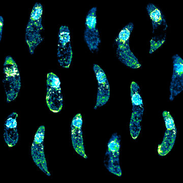 Crypto rain animation still