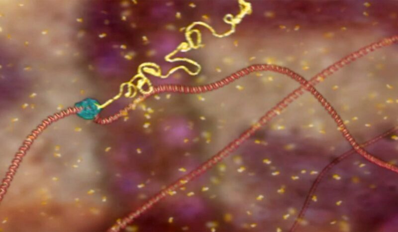 DNA molecular visualisations derived from x-ray crystallography