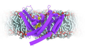 Visualisation of a biological structure