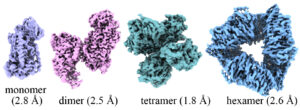 Visualisation of a biological structure