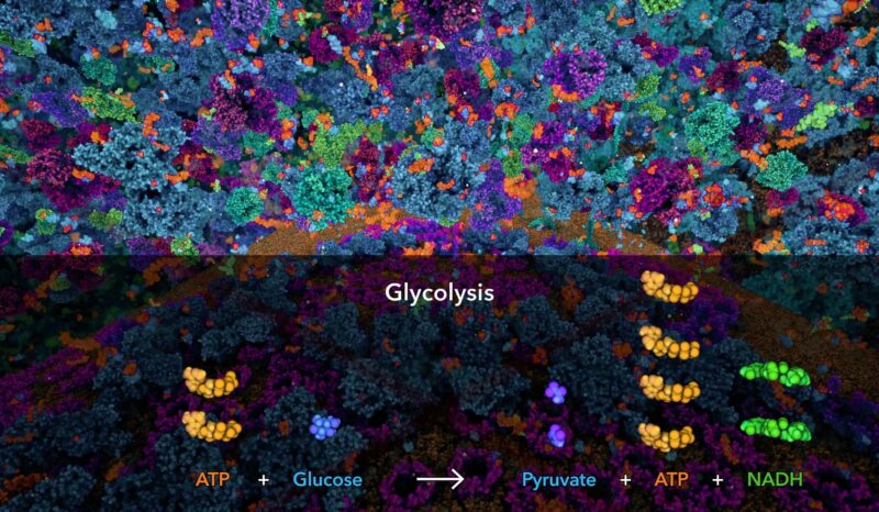 Glucose breaking down into two pyruvate molecules