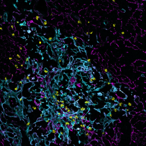 Confocal image of a thymus section