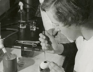 Scientist using eggs to culture influenza virus